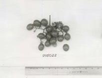 Click for 1 image(s) for this accession. FRUIT